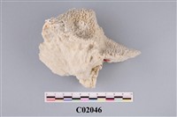 藏品(珊瑚化石)的圖片